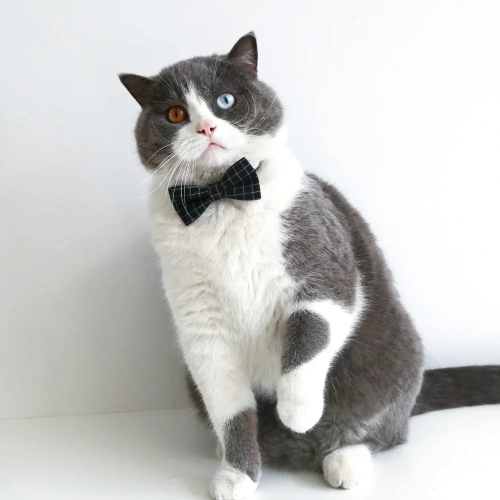 Haustier Katze Hund Doktorhut Abschlussfeier und Fliege