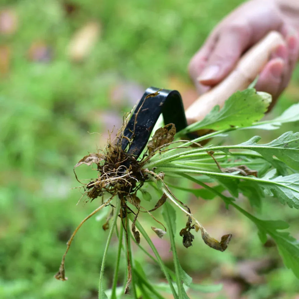 Outil de jardinage pour désherbage et enracinement de semis